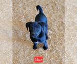 Small Labrador Retriever Mix