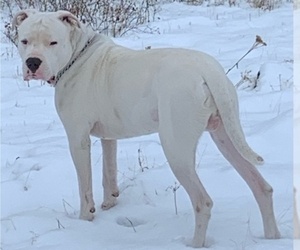 Father of the Dogo Argentino puppies born on 01/15/2021