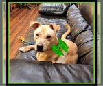 Small Photo #6 Great Dane-Labrador Retriever Mix Puppy For Sale in Mt. Laurel, NJ, USA
