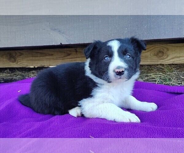 Medium Photo #5 Border Collie Puppy For Sale in NORBORNE, MO, USA