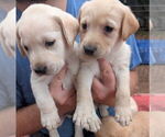 Small #8 Labrador Retriever