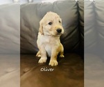 Puppy Oliver Golden Retriever