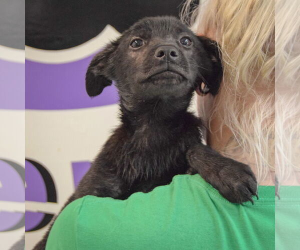 Medium Photo #5 German Shepherd Dog-Unknown Mix Puppy For Sale in Huntley, IL, USA