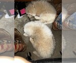 Small Photo #13 Maremma Sheepdog Puppy For Sale in THORN HILL, TN, USA
