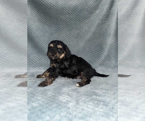 Medium Photo #46 Cavapoo mix (+ Poodle Miniature) Puppy For Sale in MUNFORDVILLE, KY, USA