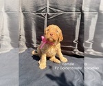 Puppy Pink Goldendoodle