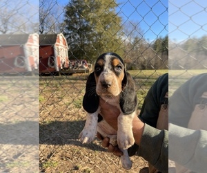 Basset Hound Puppy for sale in NORTH WILKESBORO, NC, USA