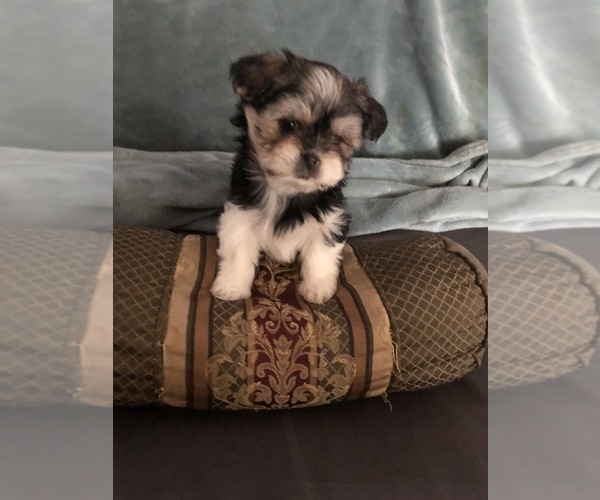 Medium Photo #7 Shorkie Tzu Puppy For Sale in CANTON, TX, USA