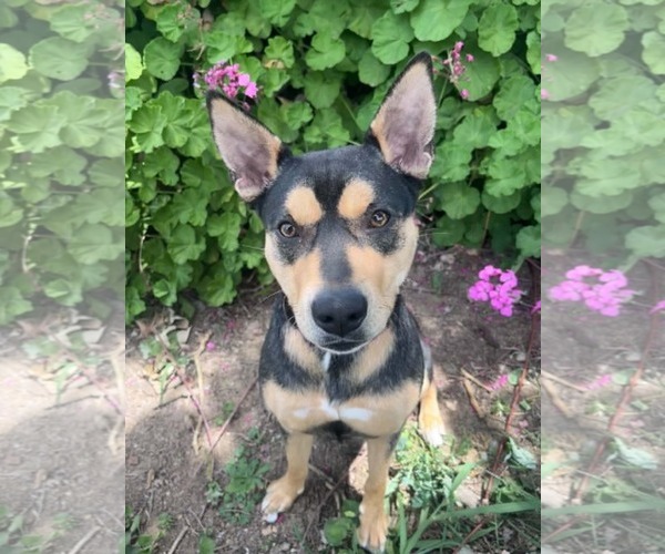 Medium Photo #2 Australian Kelpie-Unknown Mix Puppy For Sale in Yuba City, CA, USA