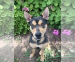 Small #1 Australian Kelpie Mix