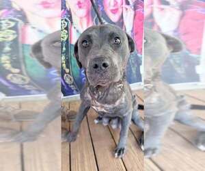 Mutt Dogs for adoption in New York, NY, USA