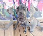 Portia (GA) - Female Mutt Dog for Adoption - Small photo