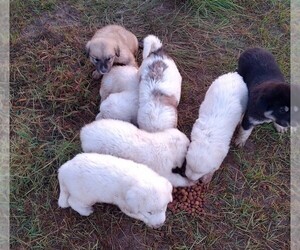 Anatolian Shepherd-Great Pyrenees Mix Dog for Adoption in CADDO, Oklahoma USA
