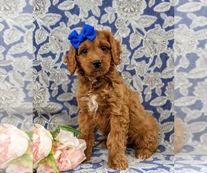 Cock-A-Poo-Poodle (Toy) Mix Puppy for sale in KIRKWOOD, PA, USA