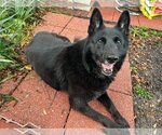Small Photo #8 German Shepherd Dog-Unknown Mix Puppy For Sale in Tampa, FL, USA