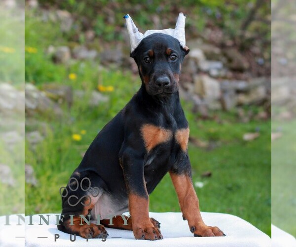 Medium Photo #3 Doberman Pinscher Puppy For Sale in NEWMANSTOWN, PA, USA