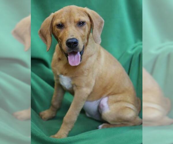 Medium Photo #10 Beagle-Unknown Mix Puppy For Sale in Wakefield, RI, USA