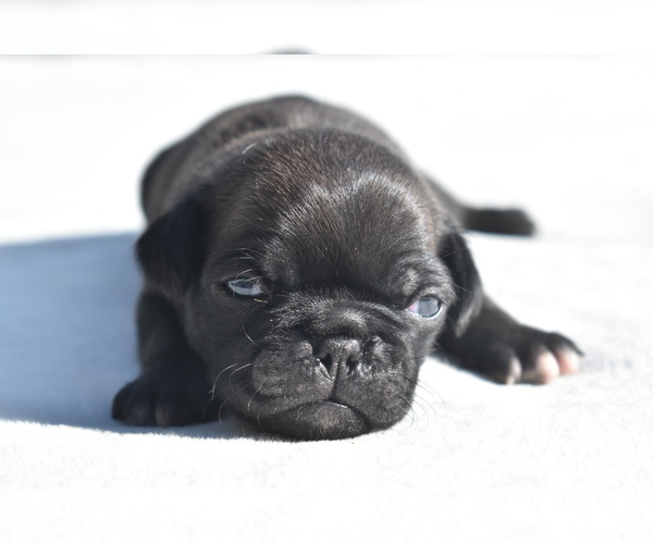 Medium Photo #2 Pug Puppy For Sale in PALM COAST, FL, USA