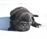 Small #1 Pug