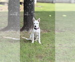 Small #3 Great Pyrenees Mix
