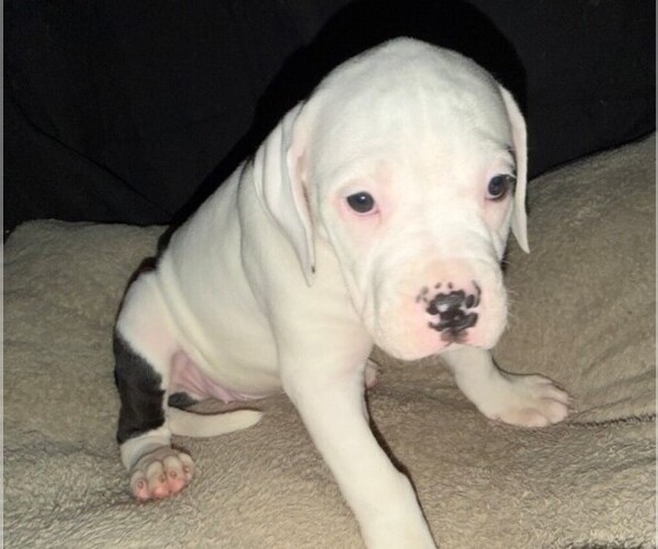 Medium Photo #1 American Bulldog Puppy For Sale in INDEPENDENCE, MO, USA