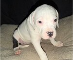 Puppy Sophia American Bulldog