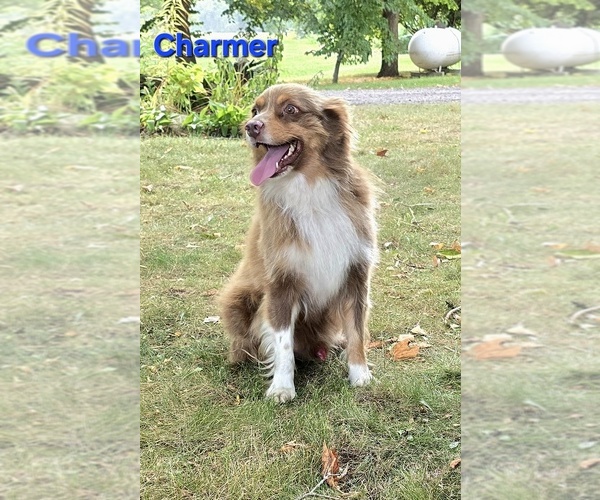 Medium Photo #1 Miniature Australian Shepherd Puppy For Sale in FREMONT, MI, USA