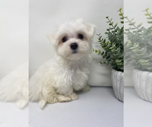 Maltese Puppy for sale in ROCKY MOUNT, NC, USA