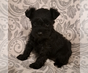 Schnauzer (Miniature) Puppy for sale in LAKEVILLE, OH, USA