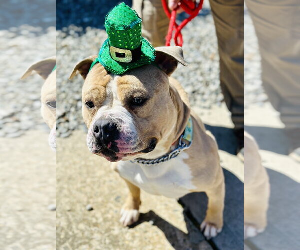 Medium Photo #2 Mutt Puppy For Sale in Jackson , NJ, USA