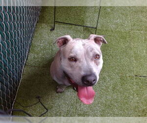 Medium American Pit Bull Terrier