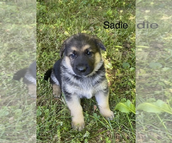 Medium Photo #1 German Shepherd Dog Puppy For Sale in PULASKI, TN, USA