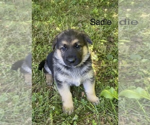 Medium German Shepherd Dog