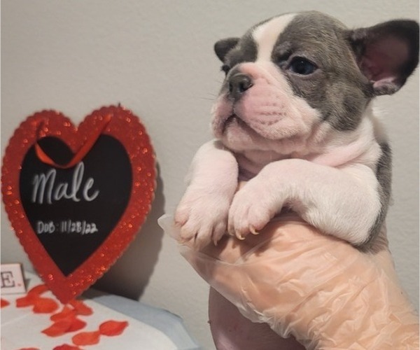 Medium Photo #4 French Bulldog Puppy For Sale in NORTHLAKE, TX, USA