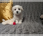 Small Photo #15 Maltese Puppy For Sale in OCALA, FL, USA