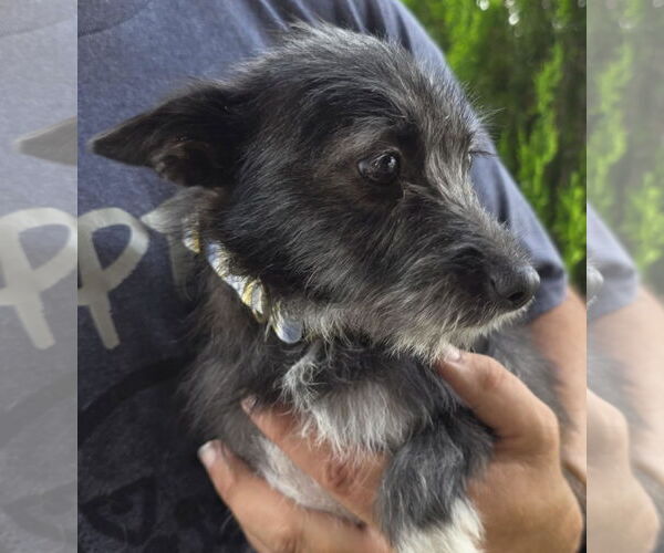 Medium Photo #1 Mutt Puppy For Sale in Minneapolis, MN, USA