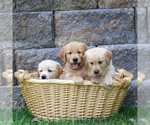 Small Photo #4 Golden Retriever Puppy For Sale in EAST EARL, PA, USA