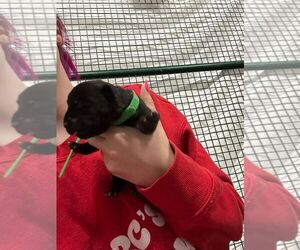 Mastiff-Unknown Mix Dogs for adoption in Calgary, Alberta, Canada