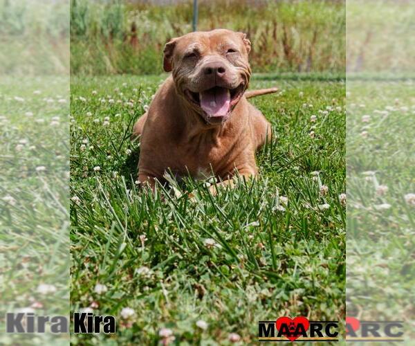 Medium Photo #4 Staffordshire Bull Terrier-Unknown Mix Puppy For Sale in Maryville, TN, USA