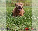 Small #3 Staffordshire Bull Terrier Mix