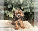 Small #4 Shorkie Tzu