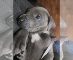Small Photo #12 Great Dane Puppy For Sale in OGDEN, UT, USA