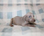 Small #8 Weimaraner