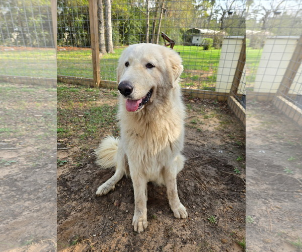 Medium Photo #1 Great Pyrenees Puppy For Sale in Bend, OR, USA