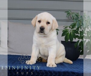 Labrador Retriever Puppy for sale in NARVON, PA, USA