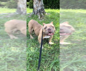 Bulldog Dogs for adoption in Weston, FL, USA