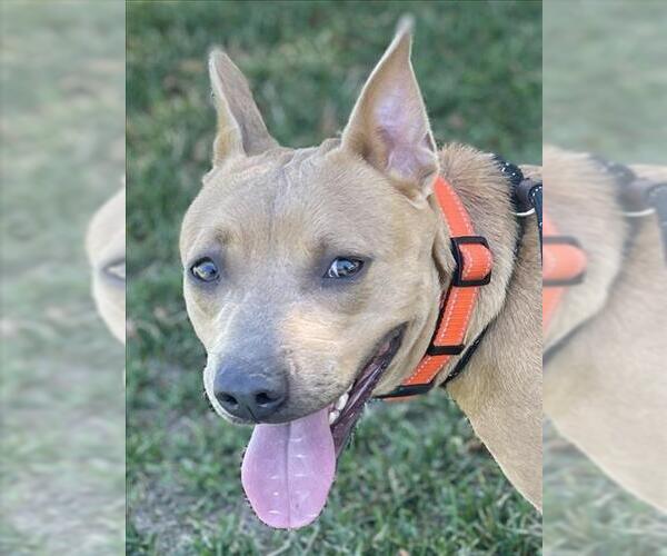 Medium Photo #1 Mutt Puppy For Sale in Woodland, CA, USA