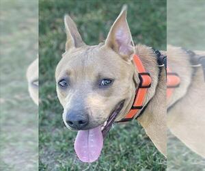 Mutt Dogs for adoption in Woodland, CA, USA