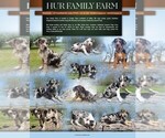 Small #3 Catahoula Leopard Dog