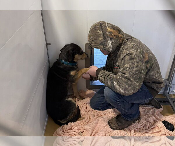Medium Photo #11 Mutt Puppy For Sale in Hinton, WV, USA